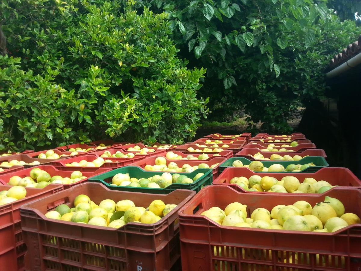 Il Limoneto Acireale Villa Exteriör bild