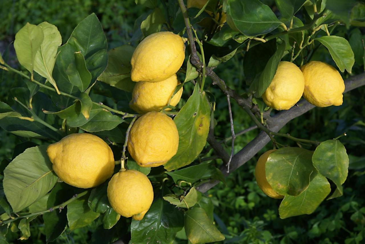 Il Limoneto Acireale Villa Exteriör bild