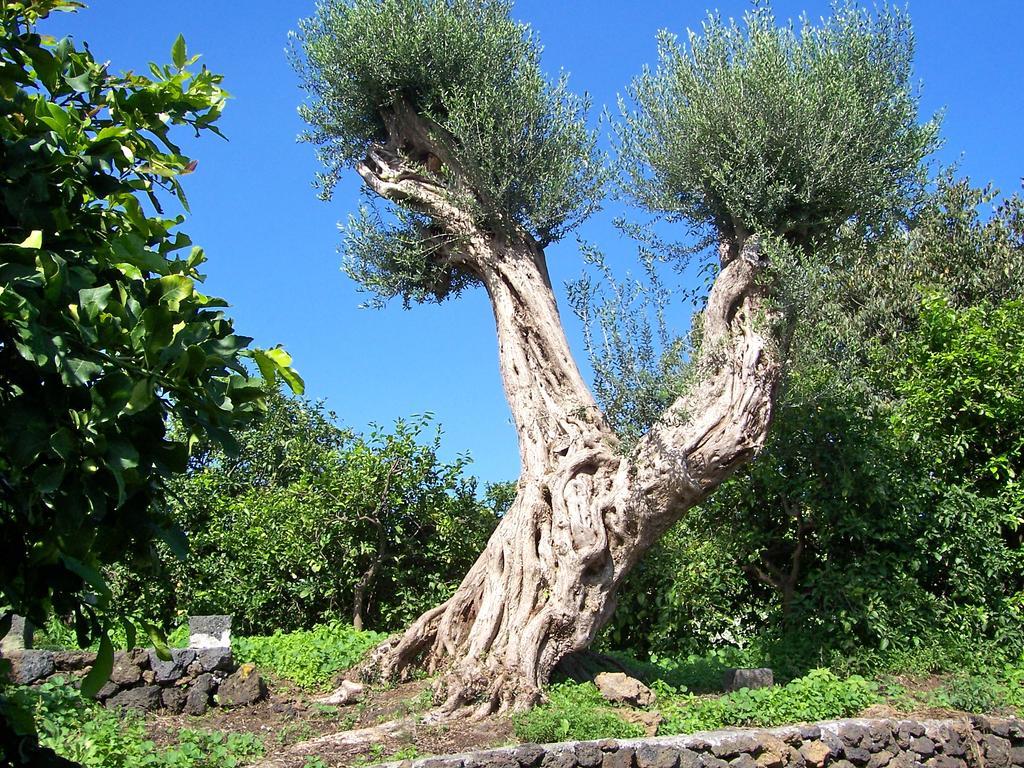 Il Limoneto Acireale Villa Exteriör bild