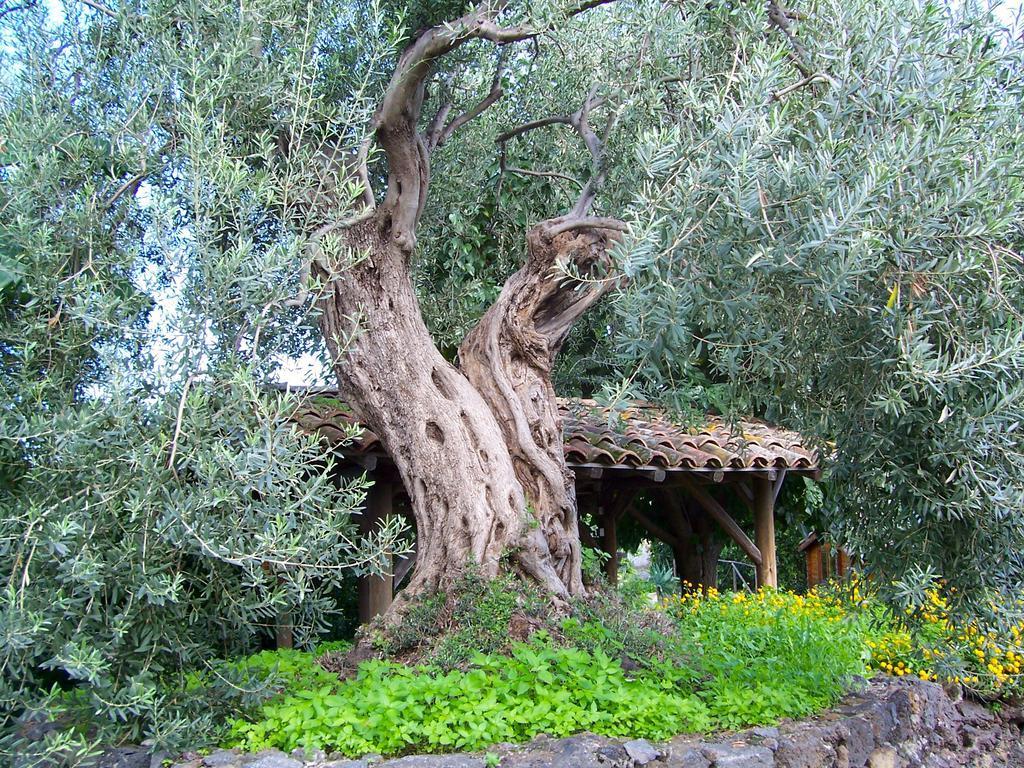 Il Limoneto Acireale Villa Exteriör bild